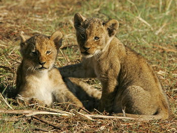 Busanga Bush Camp: Löwenkinder