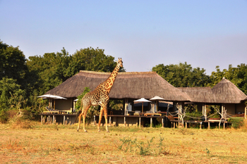 Chikunto Safari Lodge Chikunto Safari Lodge: Giraffe vor der Lodge