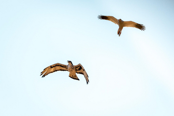 Desert Rhino Camp Desert Rhino Camp: Habichtsadler