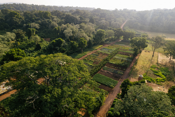 Gibb's Farm: Erntefeld