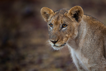 Grootberg Lodge Grootberg Lodge: Löwen