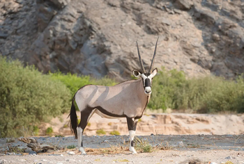 Hoanib Elephant Camp: Gemsbock