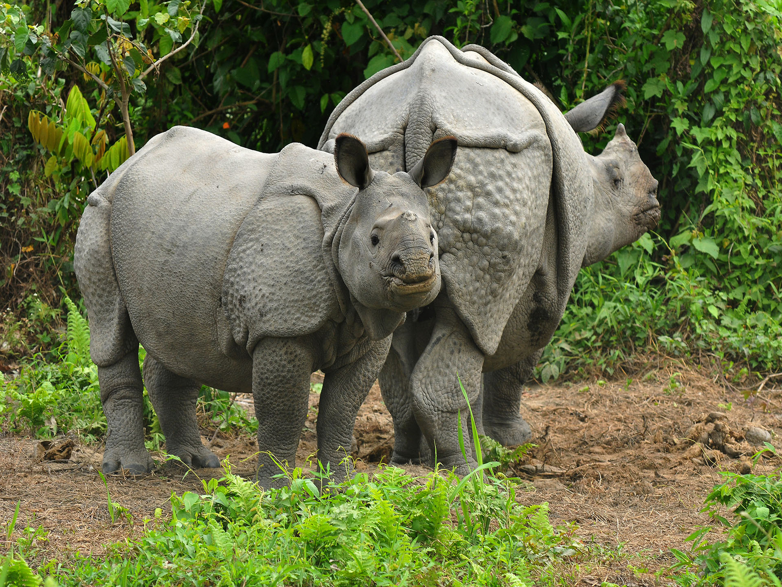 Musa Jungle Retreat Musa Jungle Retreat: Panzernashörner