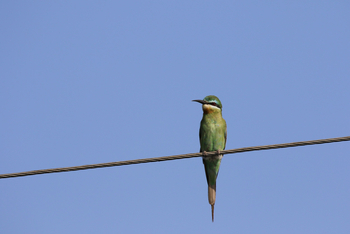 Jawai: Blue-cheeked Bee-Eater