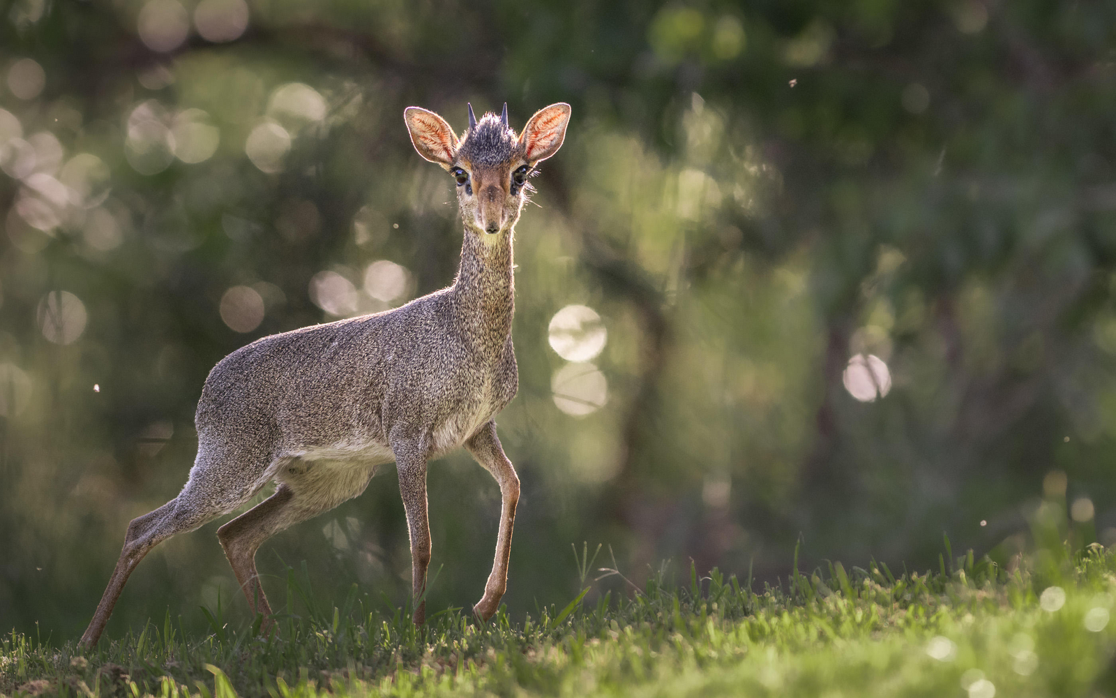 Governors' Mugie Governors' Mugie