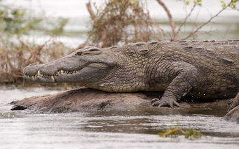 KaingU Safari Lodge: Krokodil