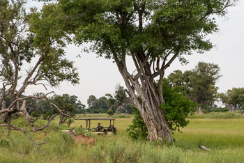Kanana Camp: Kudu im Busch