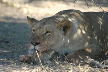Kavinga Safari Camp: Ruhende Löwin