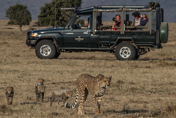 Kicheche Mara Camp: Female Cheetah and Cubs