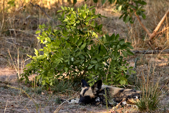 Konkamoya Lodge: Wildhund am Boden