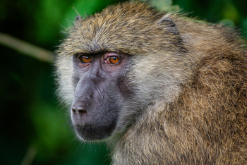 Koroi Forest Camp: Nahaufnahme Chacma-Pavian