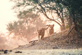 Lagoon Camp Lagoon Camp: Spielende Junglöwen