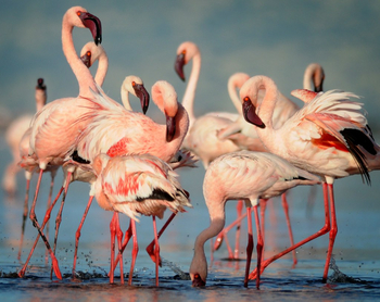 Lake Natron Camp: Flamingos