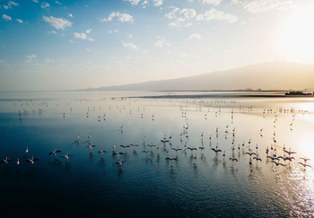 Lake Natron Tented Camp: Flamingos at Dawn in Tranquil Waters
