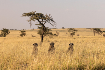 Mahali Mzuri: Geparden-Trio