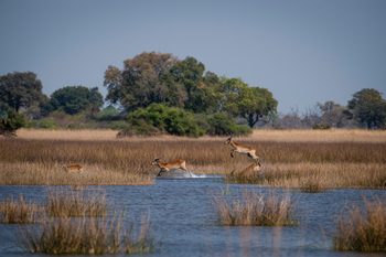 Mapula Lodge: Rote Moorantilopen