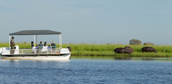 Muchenje Safari Lodge: Hippos am Ufer