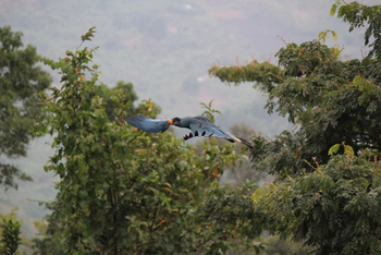 Ndali Lodge: Turaco im Flug