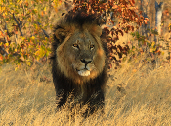 Nehimba Lodge: Löwenmähne