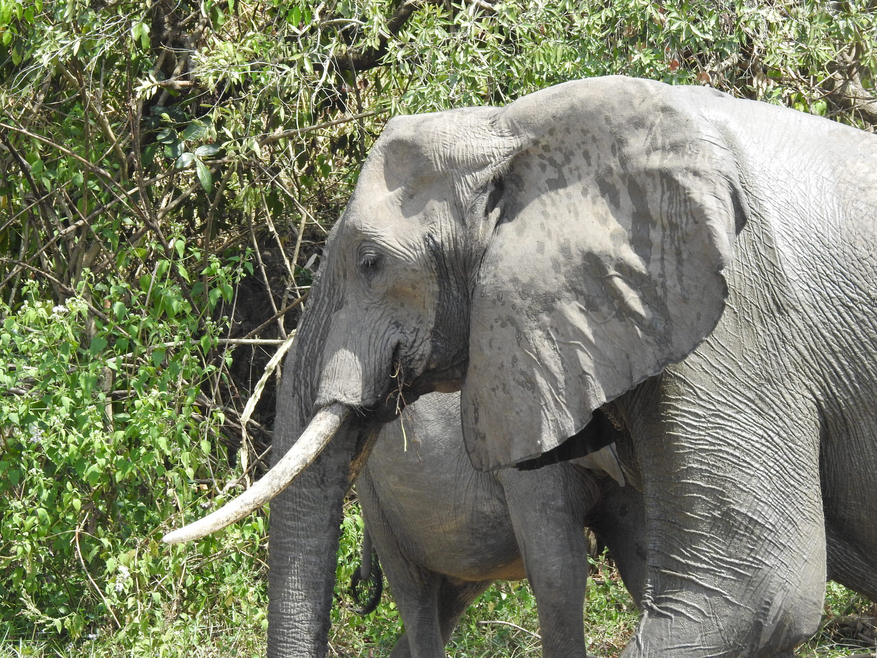 Nile Safari Lodge