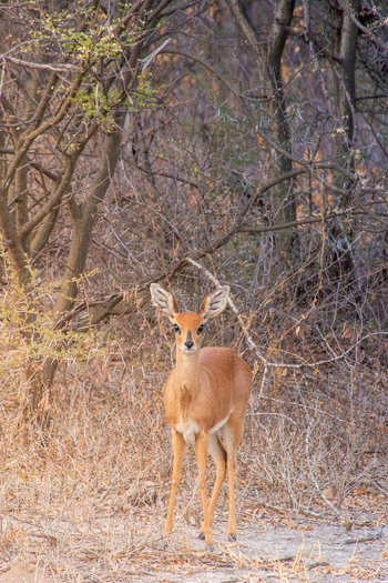 Nxai Pan Camp: Dik Dik
