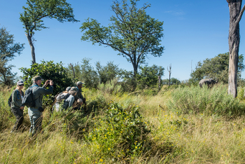 Okavango Explorers Camp Okavango Explorers Camp: Elefantenbegegnung