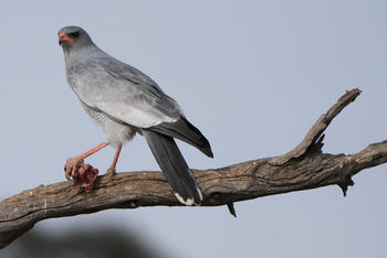 Okonjima Plains Camp: Pale Chanting Goshawk