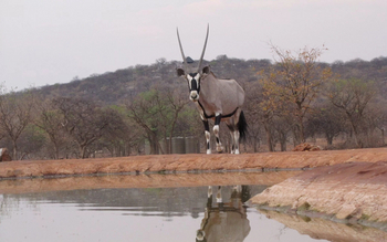 Okutala Lodge: Oryx