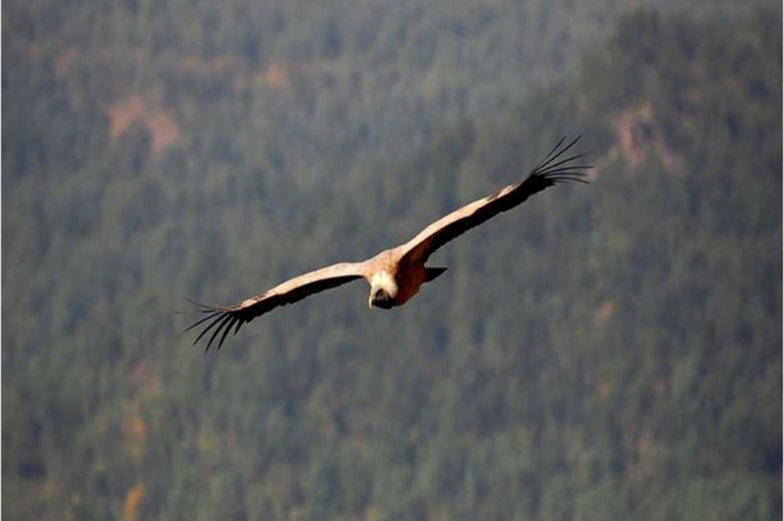 Pashan Garh Pashan Garh: Geier