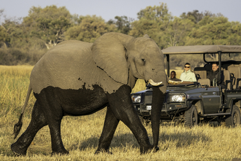 Savuti Camp Savuti Camp: Nasser Elefant