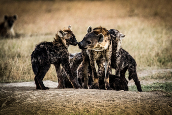 Segera Retreat: Tüpfelhyänen