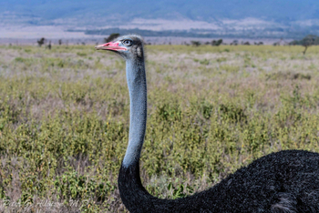 Sirikoi Lodge Sirikoi Lodge: Strauß