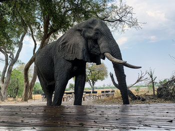 Splash Camp: Elefant am Hauptgebäude
