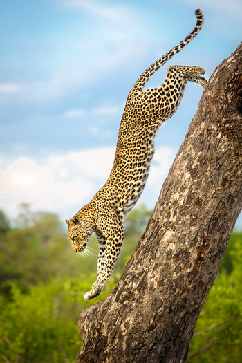 Tanda Tula Safari Camp: Leopard
