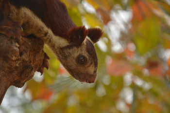 Tathastu Resort Satpura: Indian Giant Squirrel