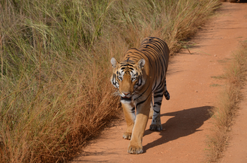 Tathastu Resort Tadoba: Tiger auf Pirsch