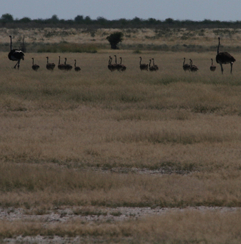 Tau Pan Camp Tau Pan Camp: Strauße