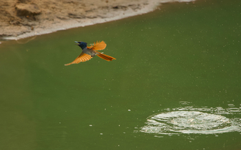 The Oberoi Vindhyavilas Wildlife Resort: Paradise FLycatcher