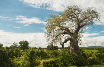Time + Tide South Luangwa Time + Tide South Luangwa: Baobab