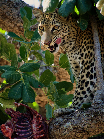 Time + Tide South Luangwa: Leopard mit Kill