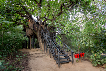 Treehouse Hideaway: Mahua Treehouse