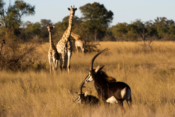 Vumbura Plains Camp: Giraffen und Säbelantilopen