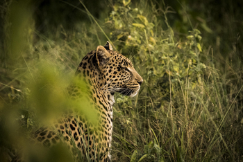 Abu Camp Abu Camp: Leopard im Gras