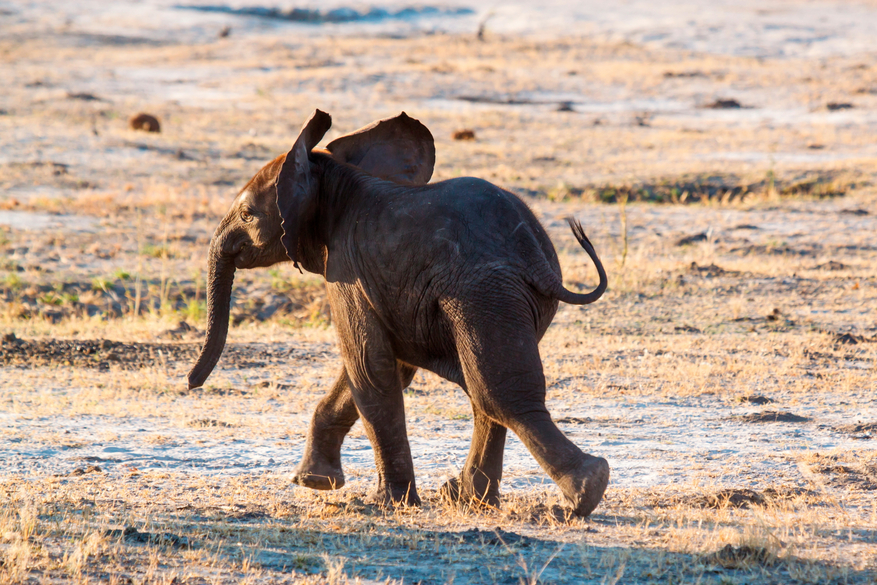 Belmond Savute Elephant Lodge