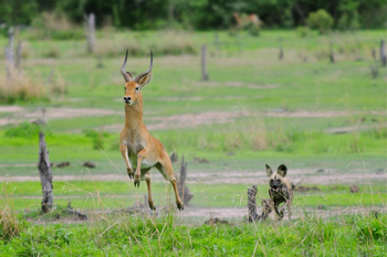 Bushcamp Company: Wildhundjagd