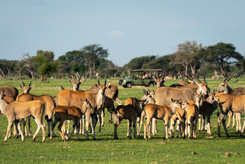 Davison's Camp: Elanantilopen und Impalasherde frontal
