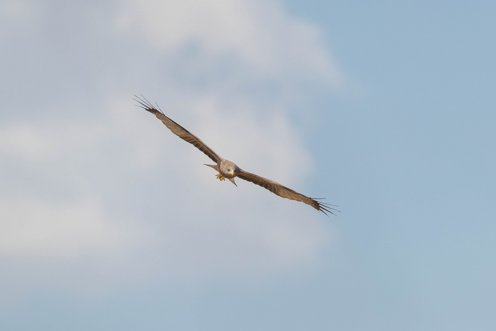 Dinaka Lodge Dinaka Lodge: Yellow-billed Kite