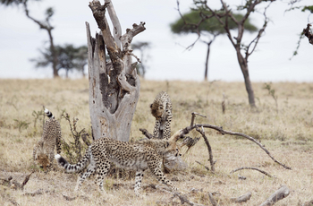 Encounter Mara Camp: Gepardenfamilie