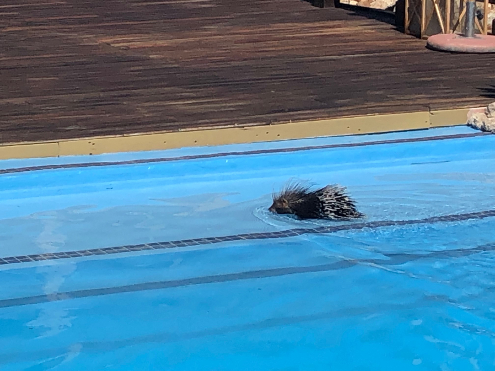 Epacha Game Lodge Epacha Game Lodge: Ortsfremdes Stachelschwein