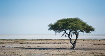 Etosha Safari Camp: Akazie